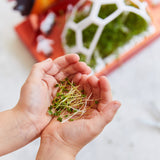 Microgreens Pop-Up Kit from Modern Sprout