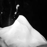Nil Scent (Fragrance Free) Shaving Soap - from Murphy and McNeil