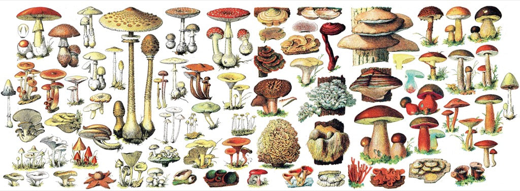 Mushrooms Mug from New York Puzzle Company