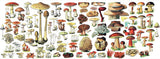 Mushrooms Mug from New York Puzzle Company