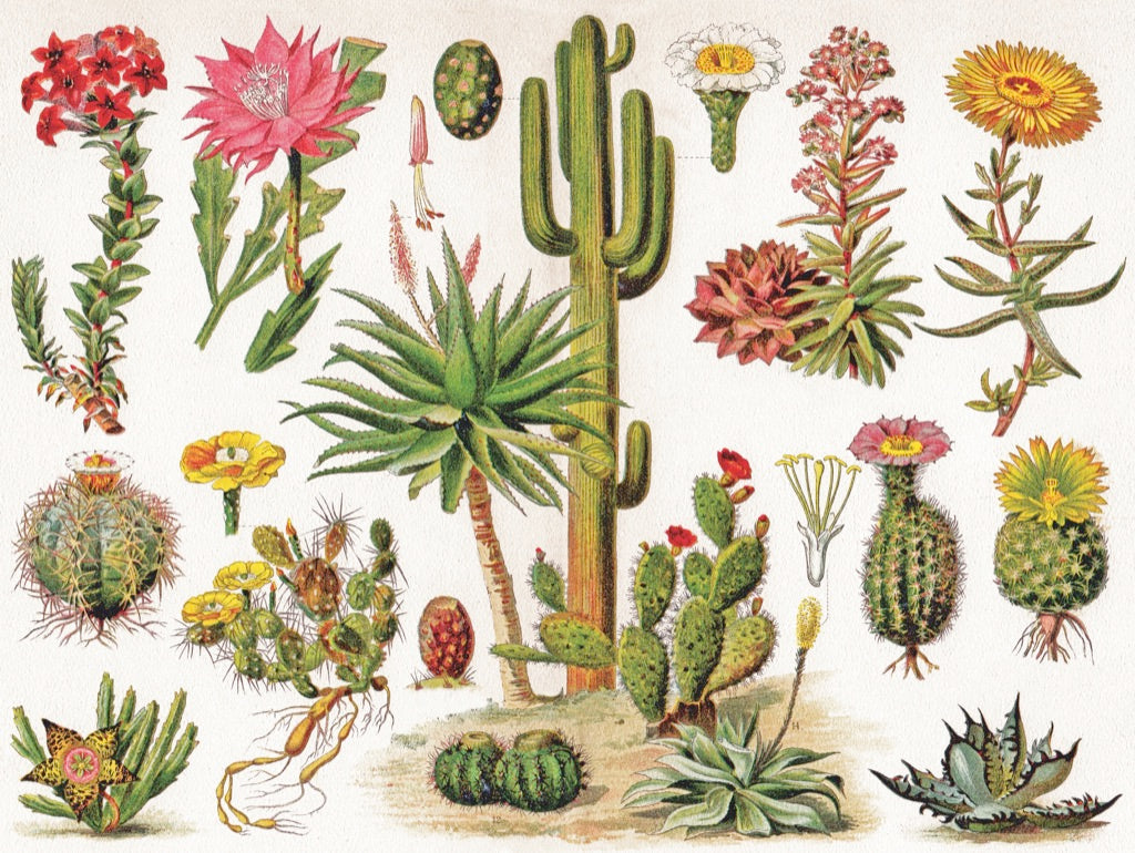 Cacti ~ Cactus from New York Puzzle Company