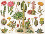 Cacti ~ Cactus from New York Puzzle Company