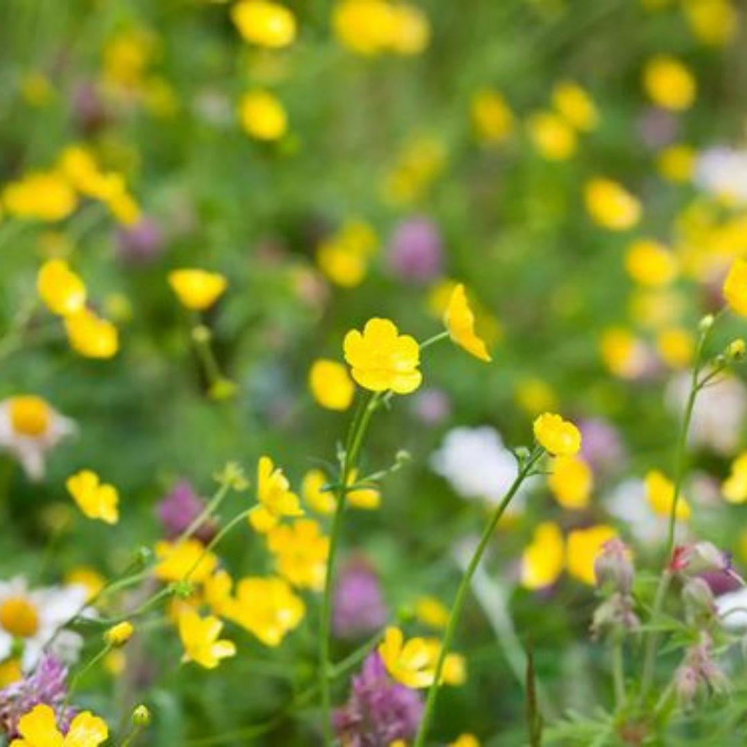Nasturtium + Clover from Wicked Good Perfume