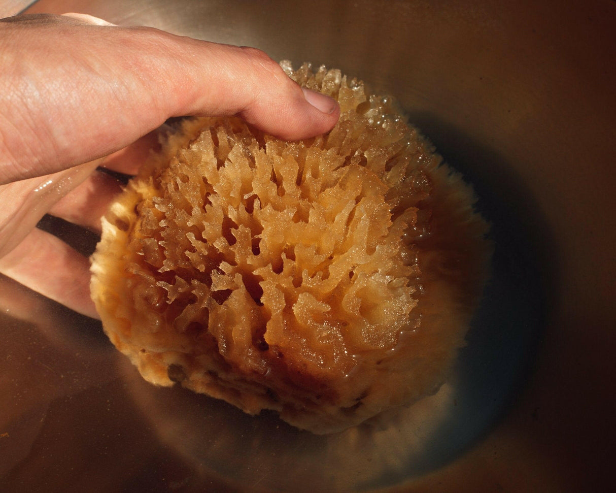 Sea Wool Sponge from Firsthand Supply