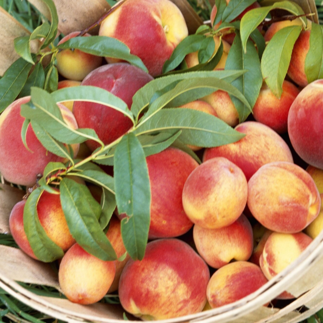 Nectarine Blossom + Honey from Wicked Good Perfume