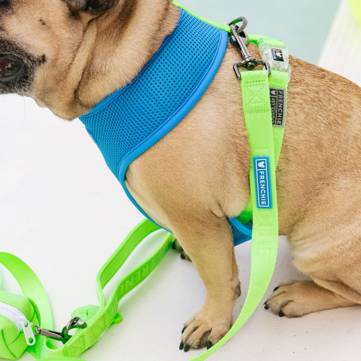 Frenchie Comfort Leash - Neon Green from Frenchie Bulldog