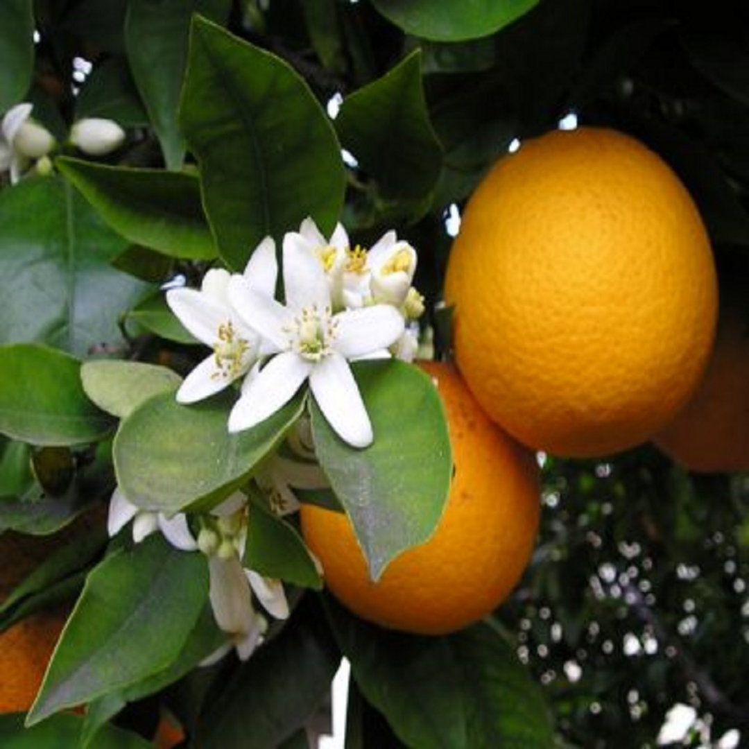 Orange Blossom from Wicked Good Perfume