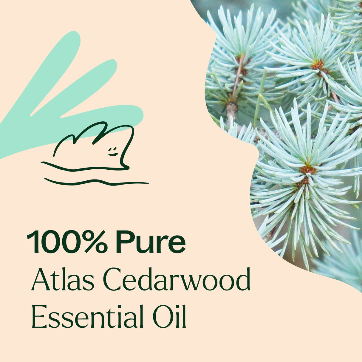 Organic Atlas Cedarwood Essential Oil from Plant Therapy