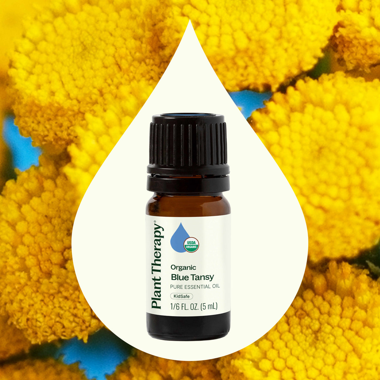 Organic Blue Tansy Essential Oil from Plant Therapy