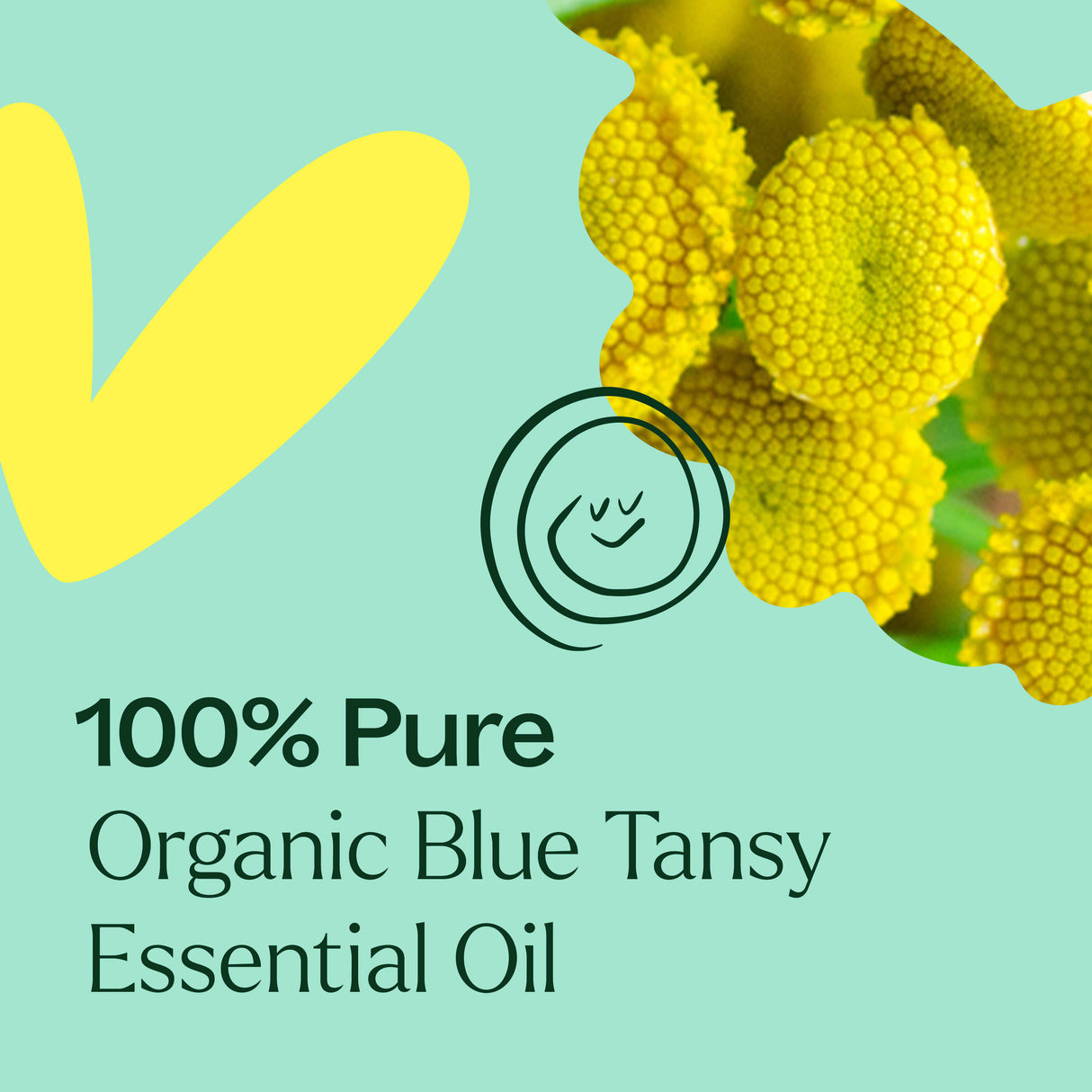 Organic Blue Tansy Essential Oil from Plant Therapy
