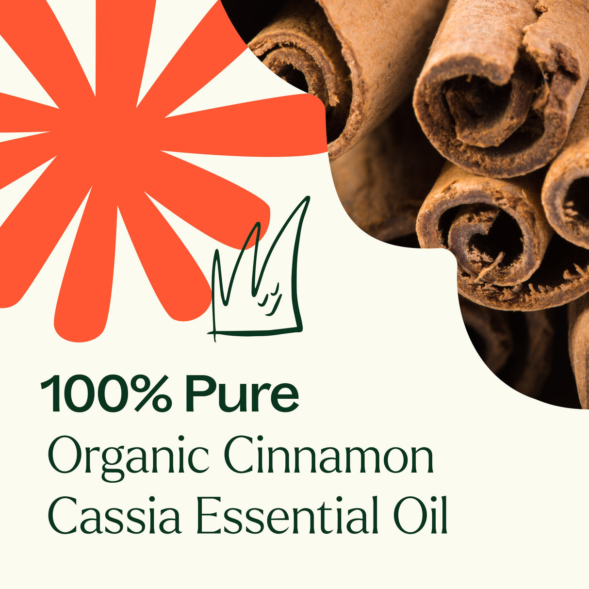 Organic Cinnamon Cassia Essential Oil from Plant Therapy