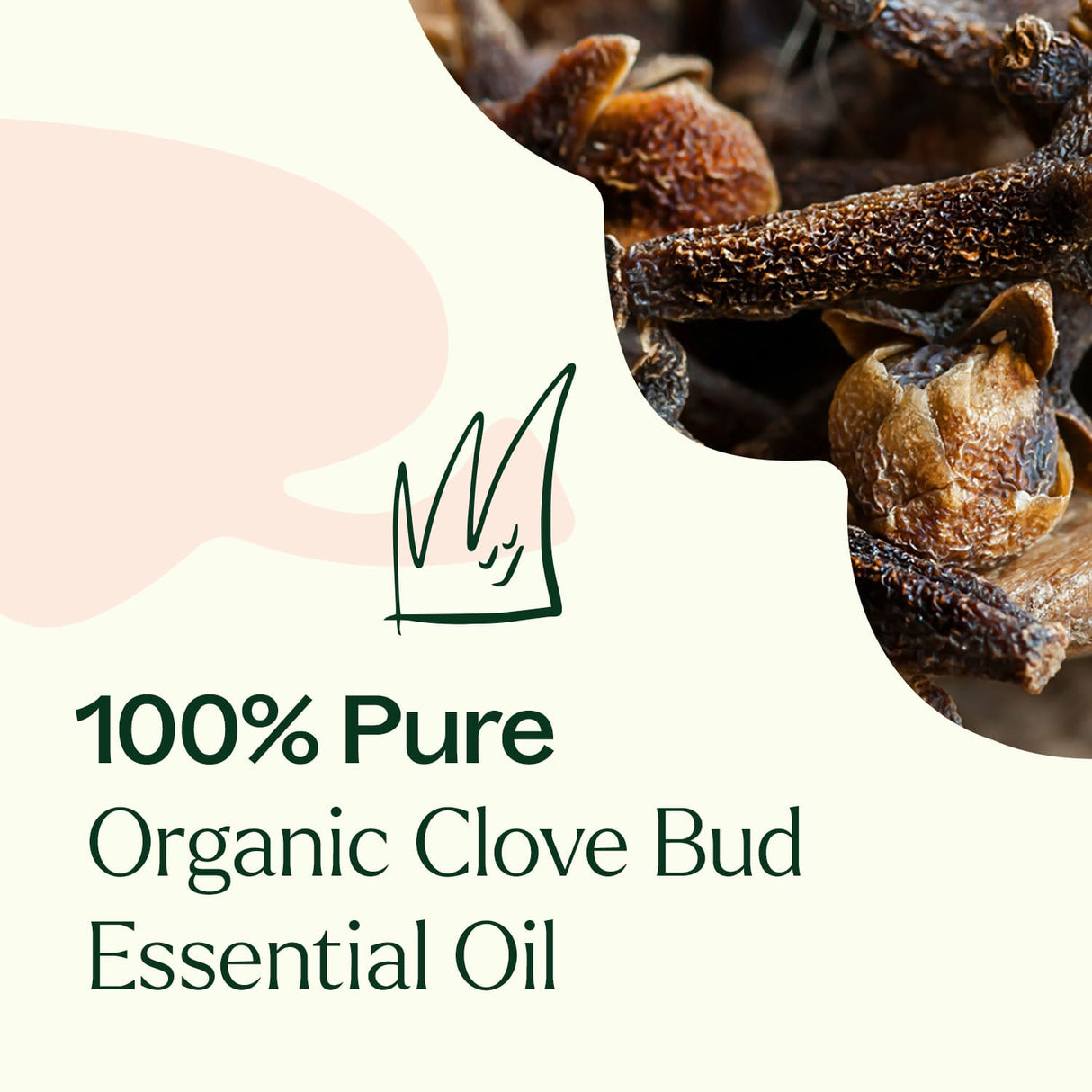 Organic Clove Bud Essential Oil from Plant Therapy