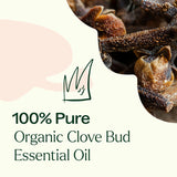 Organic Clove Bud Essential Oil from Plant Therapy