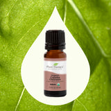 Organic Copaiba Oleoresin From Plant Therapy