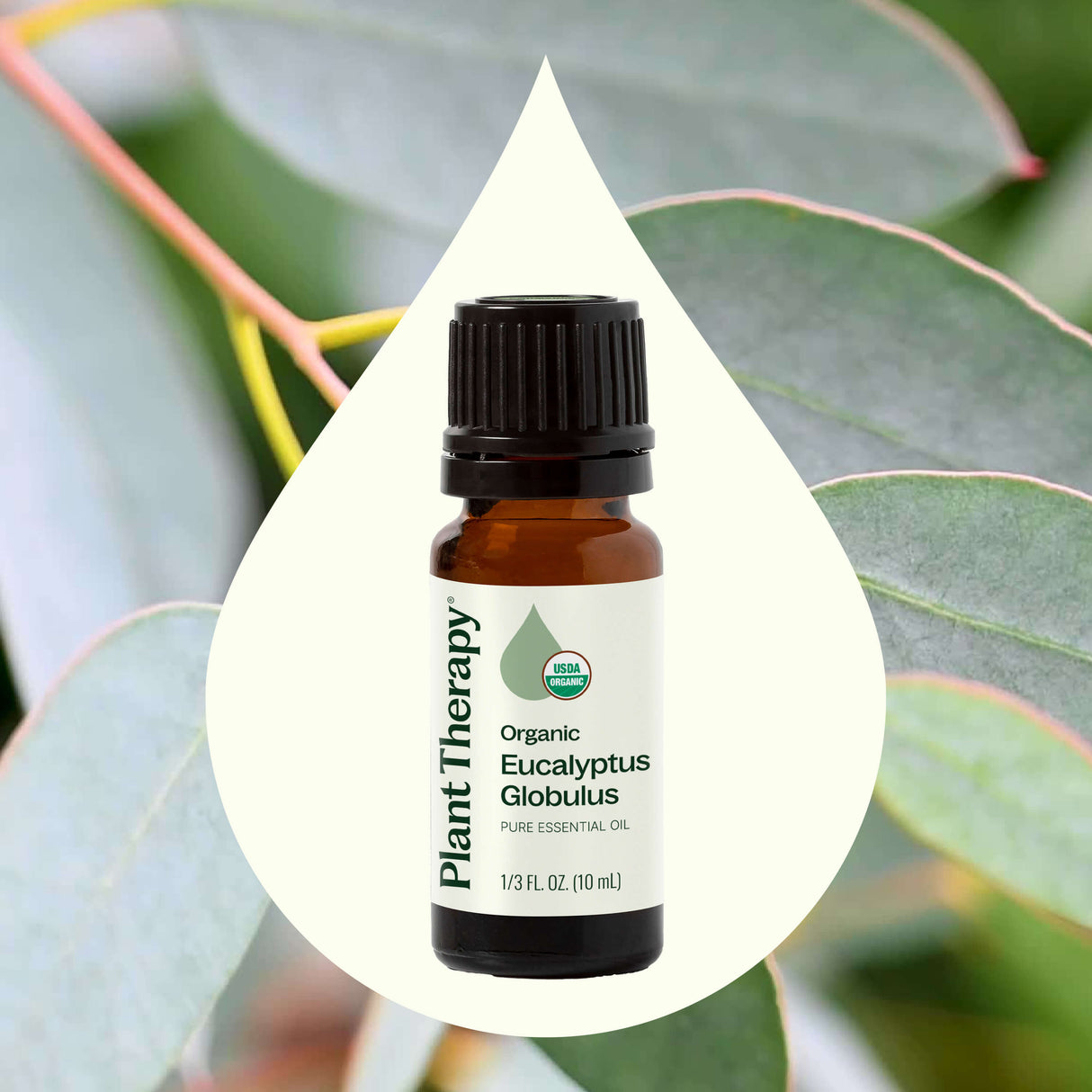 Organic Eucalyptus Globulus Essential Oil from Plant Therapy