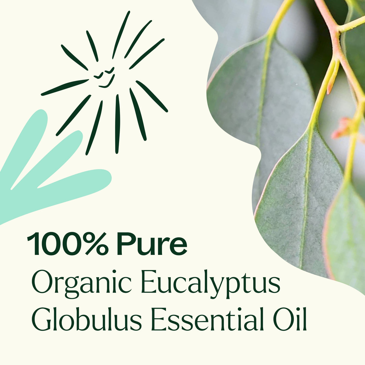Organic Eucalyptus Globulus Essential Oil from Plant Therapy