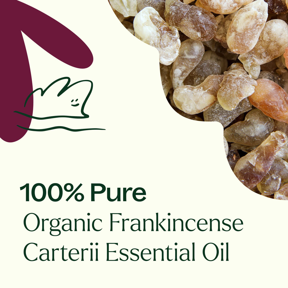 Organic Frankincense Carterii Essential Oil from Plant Therapy