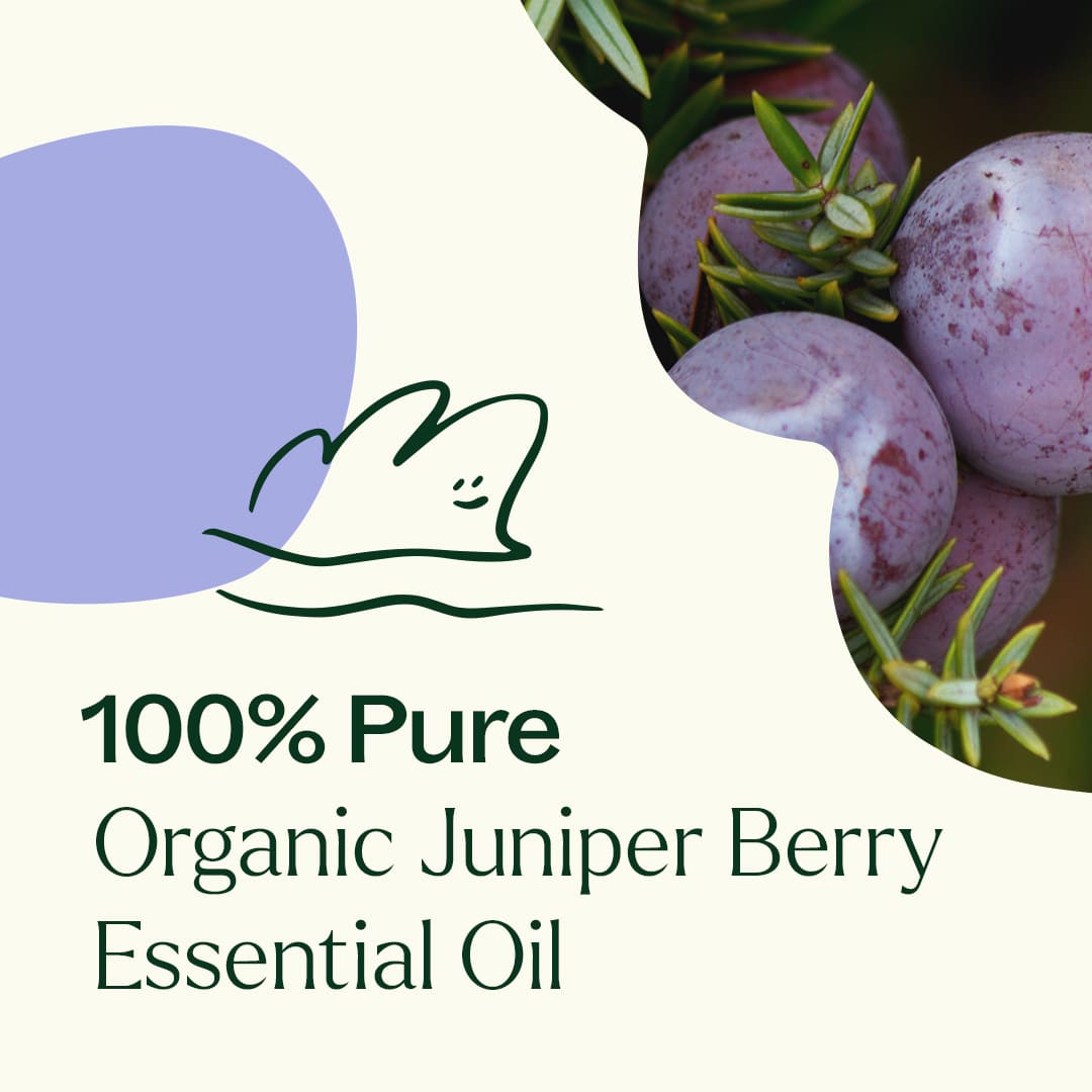 Organic Juniper Berry Essential Oil from Plant Therapy