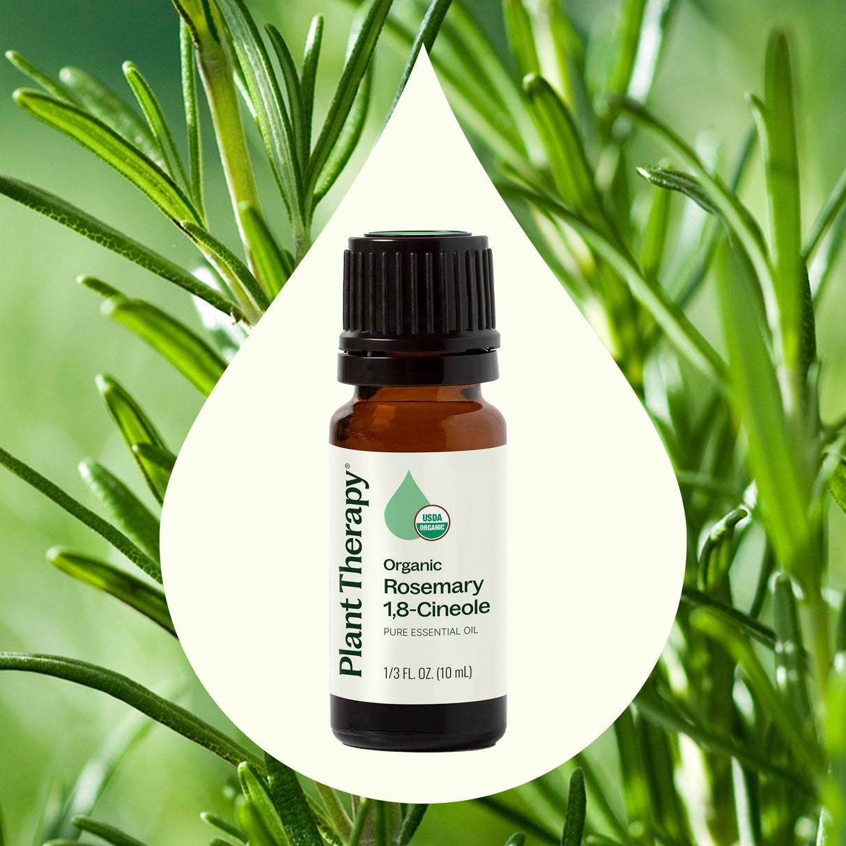 Organic Rosemary 1,8-Cineole Essential Oil from Plant Therapy