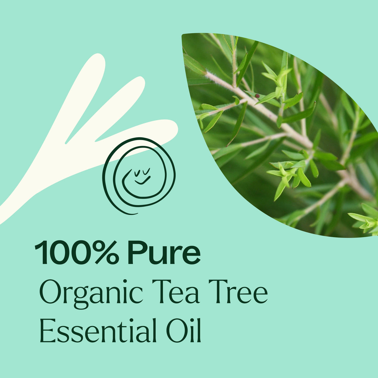 Organic Tea Tree Essential Oil from Plant Therapy from Plant Therapy