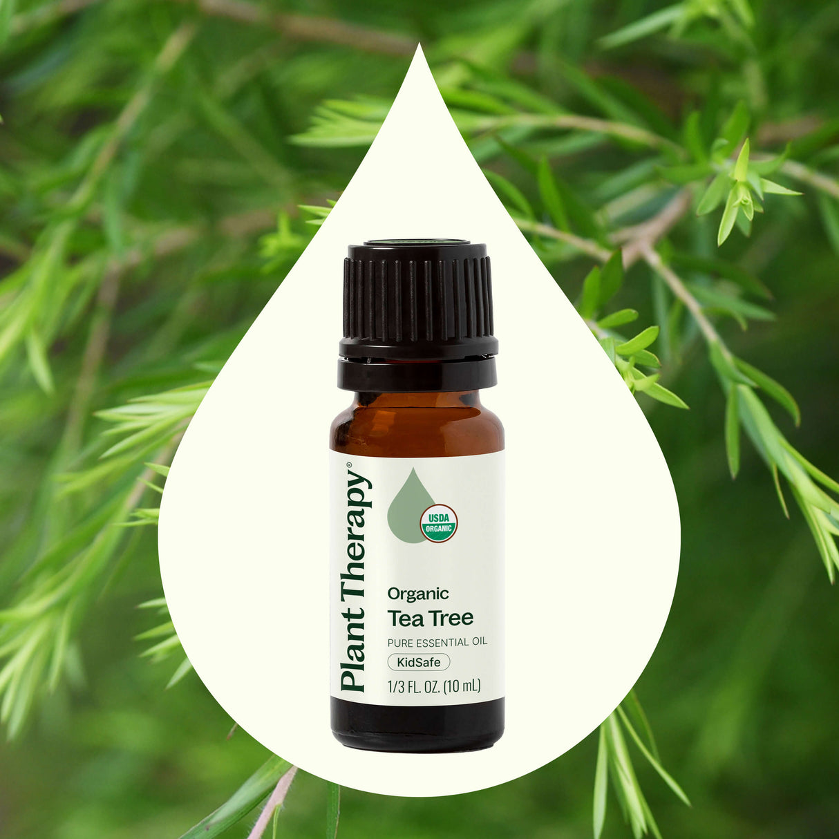 Organic Tea Tree Essential Oil from Plant Therapy from Plant Therapy