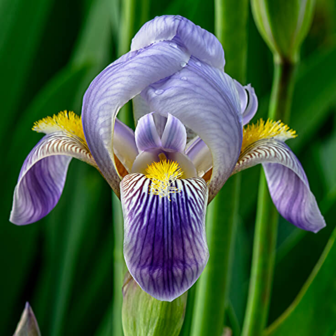 Orris + Sandalwood from Wicked Good Perfume