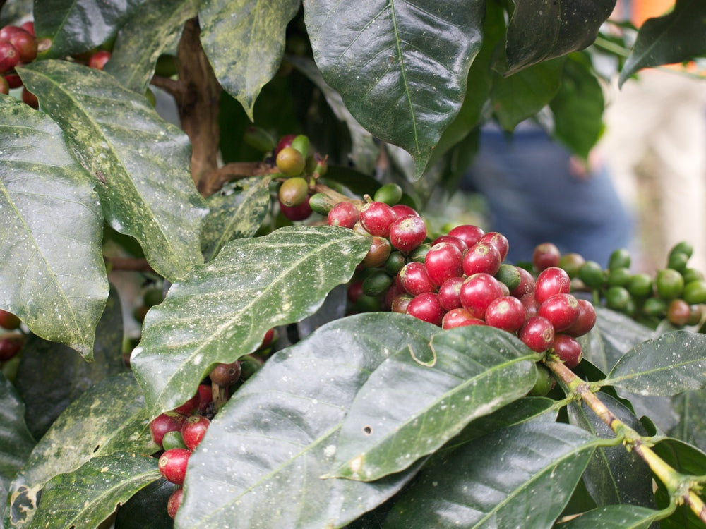 Augusta's Organic Breakfast from Nossa Familia Coffee