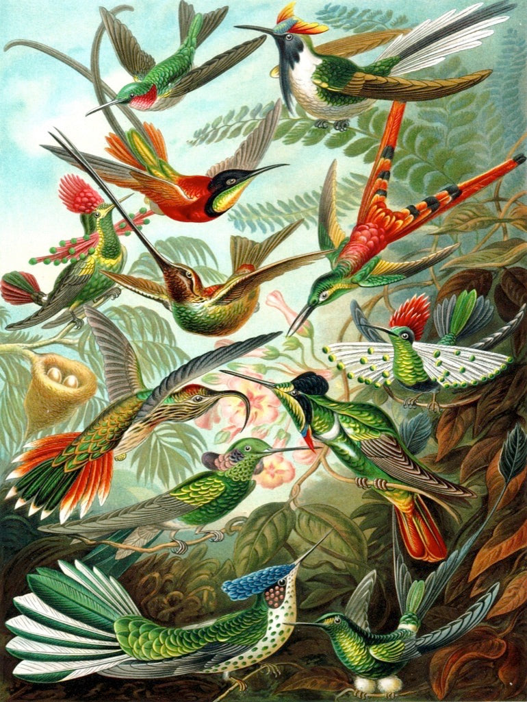 Hummingbirds from New York Puzzle Company