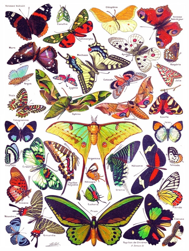Butterflies ~ Papillons from New York Puzzle Company