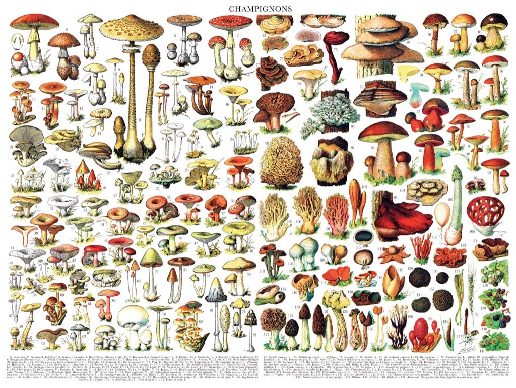 Mushrooms ~ Champignons from New York Puzzle Company