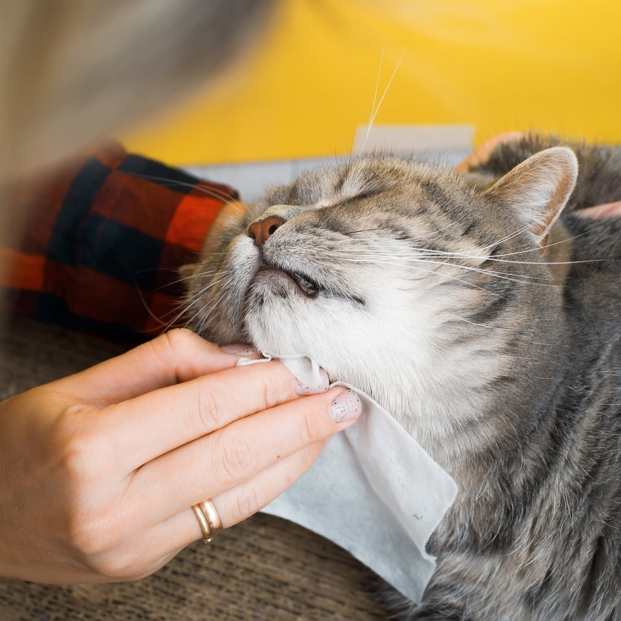 Furry Fresh Pet Wipes - Lavender Scented, 100 Extra Large Wipes from Pursonic