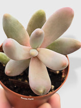 Pachyphytum Fittkaui from Bumble Plants