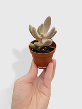 Pachyphytum Fittkaui from Bumble Plants