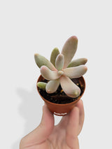 Pachyphytum Fittkaui from Bumble Plants