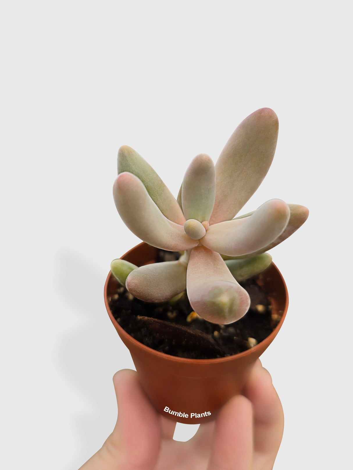 Pachyphytum Fittkaui from Bumble Plants