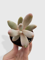 Pachyphytum Fittkaui from Bumble Plants