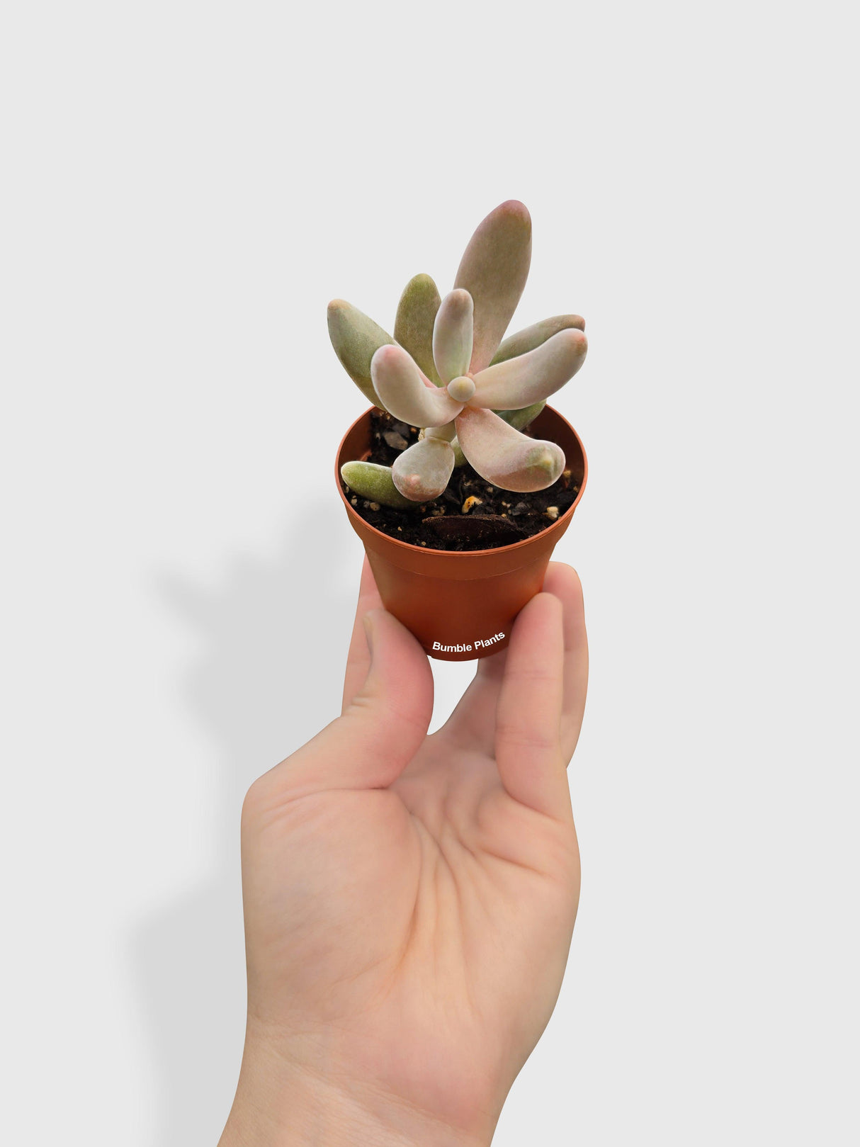 Pachyphytum Fittkaui from Bumble Plants