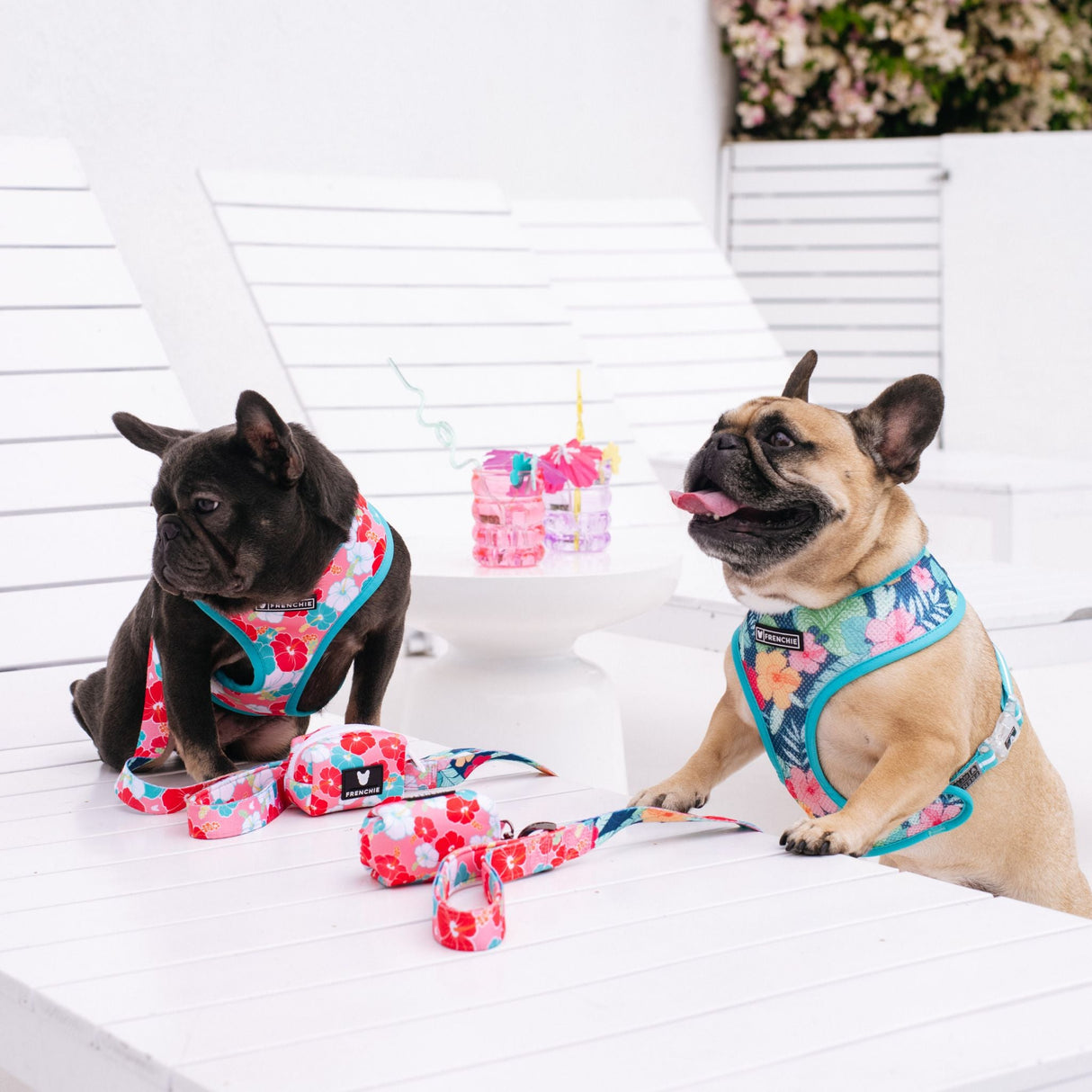 Frenchie Duo Reversible Harness - Paradise from Frenchie Bulldog