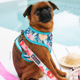 Frenchie Duo Reversible Harness - Paradise from Frenchie Bulldog