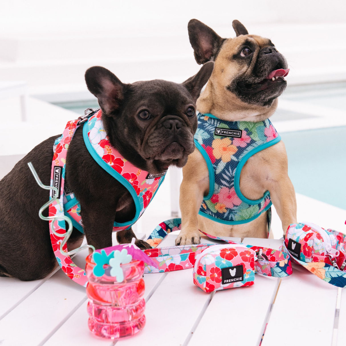 Frenchie Duo Reversible Harness - Paradise from Frenchie Bulldog