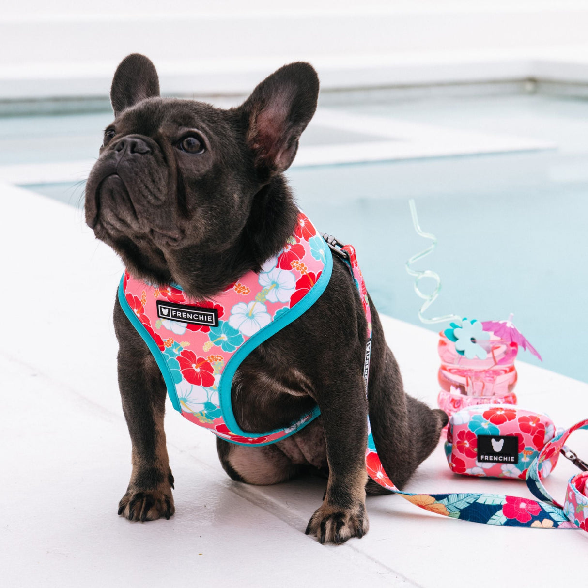 Frenchie Duo Reversible Harness - Paradise from Frenchie Bulldog