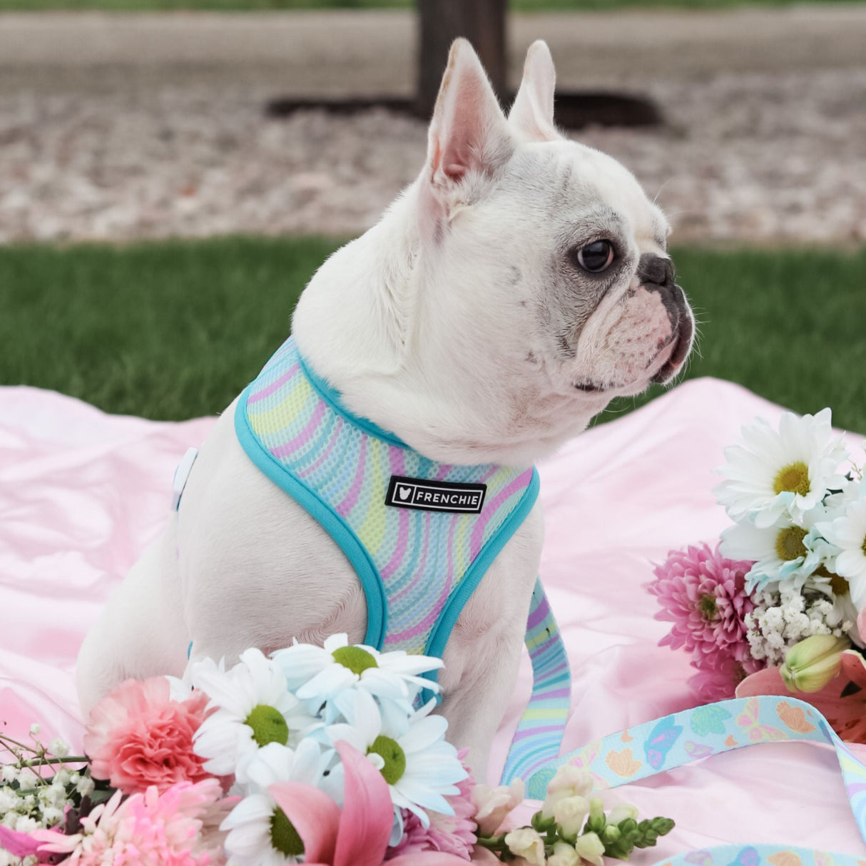 Frenchie Duo Reversible Harness - Pastel Butterfly from Frenchie Bulldog