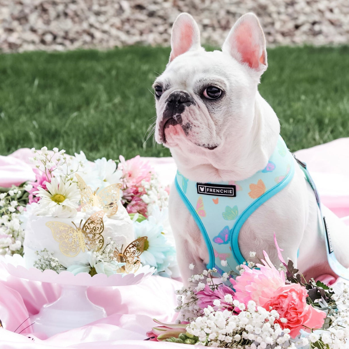 Frenchie Duo Reversible Harness - Pastel Butterfly from Frenchie Bulldog