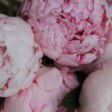 Peony + Blush Suede from Wicked Good Perfume