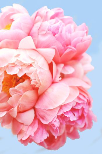 Perfect Petals From Pink Picasso Kits