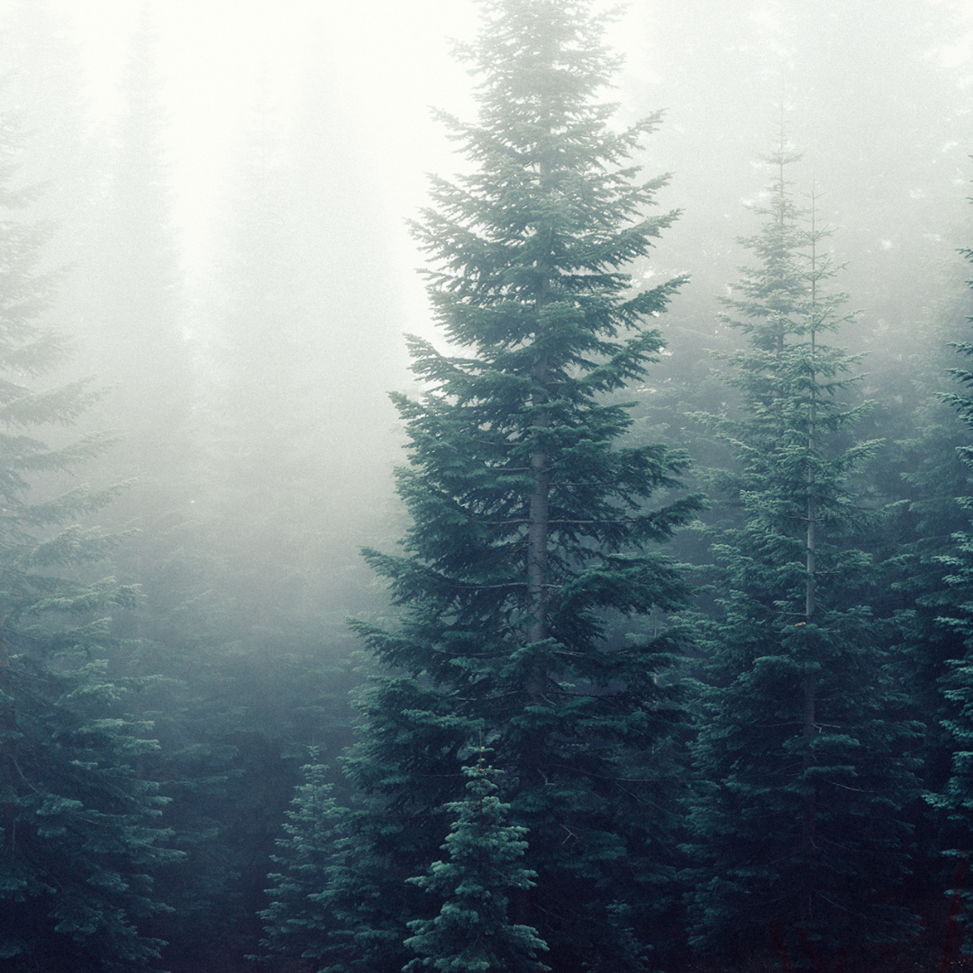 Pine + Eucalyptus from Wicked Good Perfume