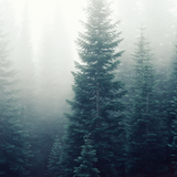 Pine + Eucalyptus from Wicked Good Perfume