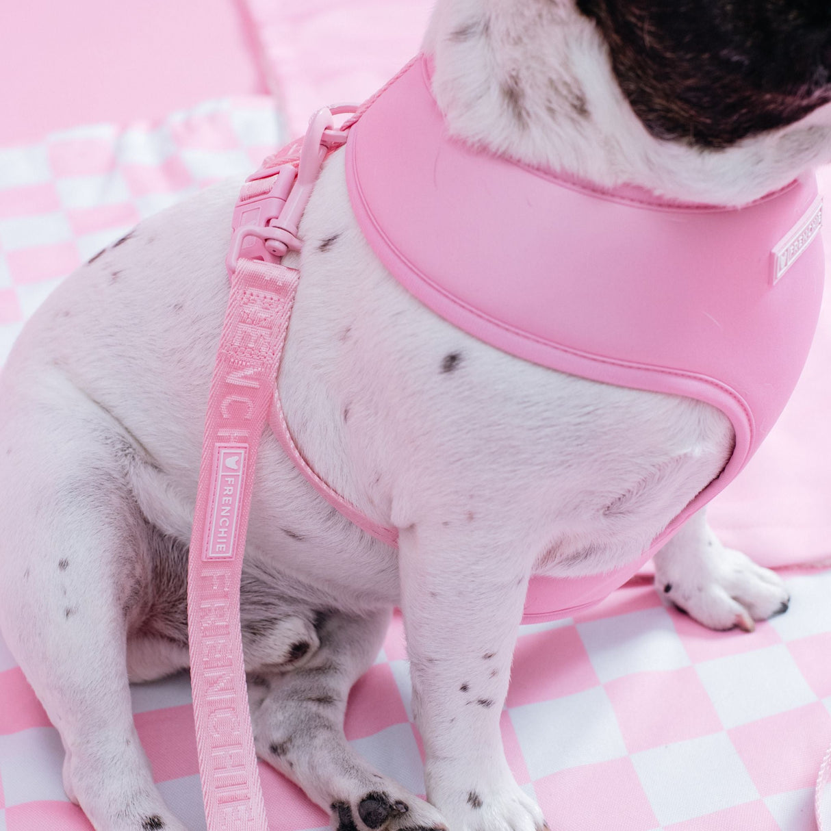 Frenchie Duo Reversible Harness - Pink Bubblegum from Frenchie Bulldog