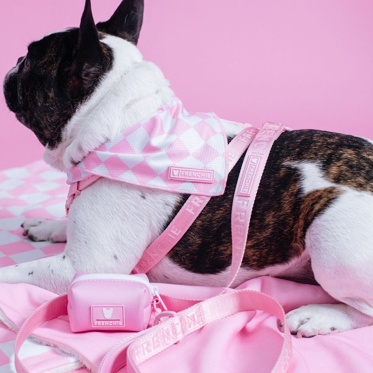 Frenchie Strap Harness - Pink Bubblegum from Frenchie Bulldog