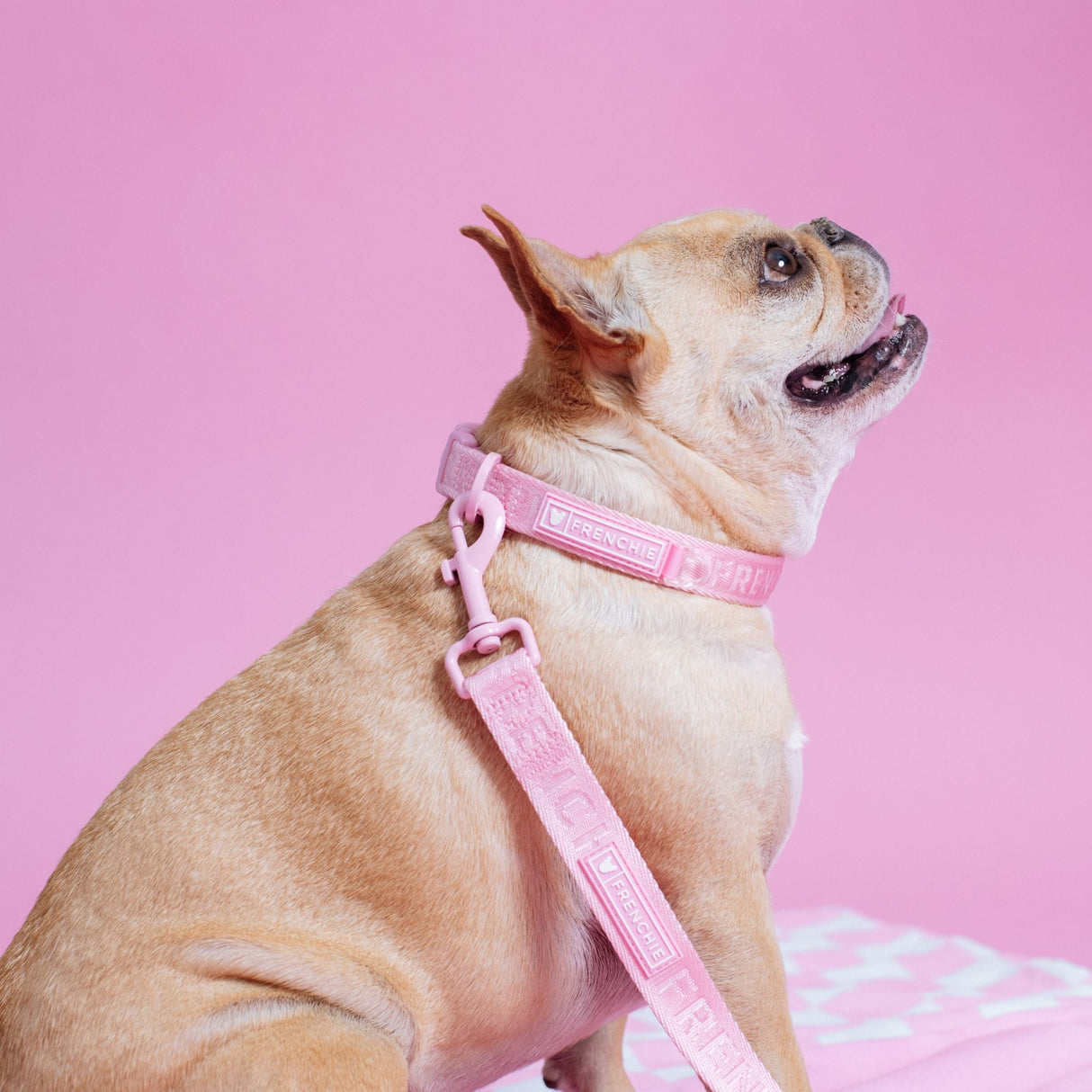 Frenchie Comfort Leash - Pink Bubblegum from Frenchie Bulldog